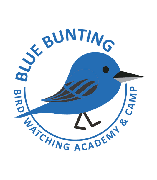 Blue Bunting