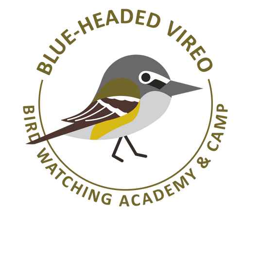 Blue-headed Vireo