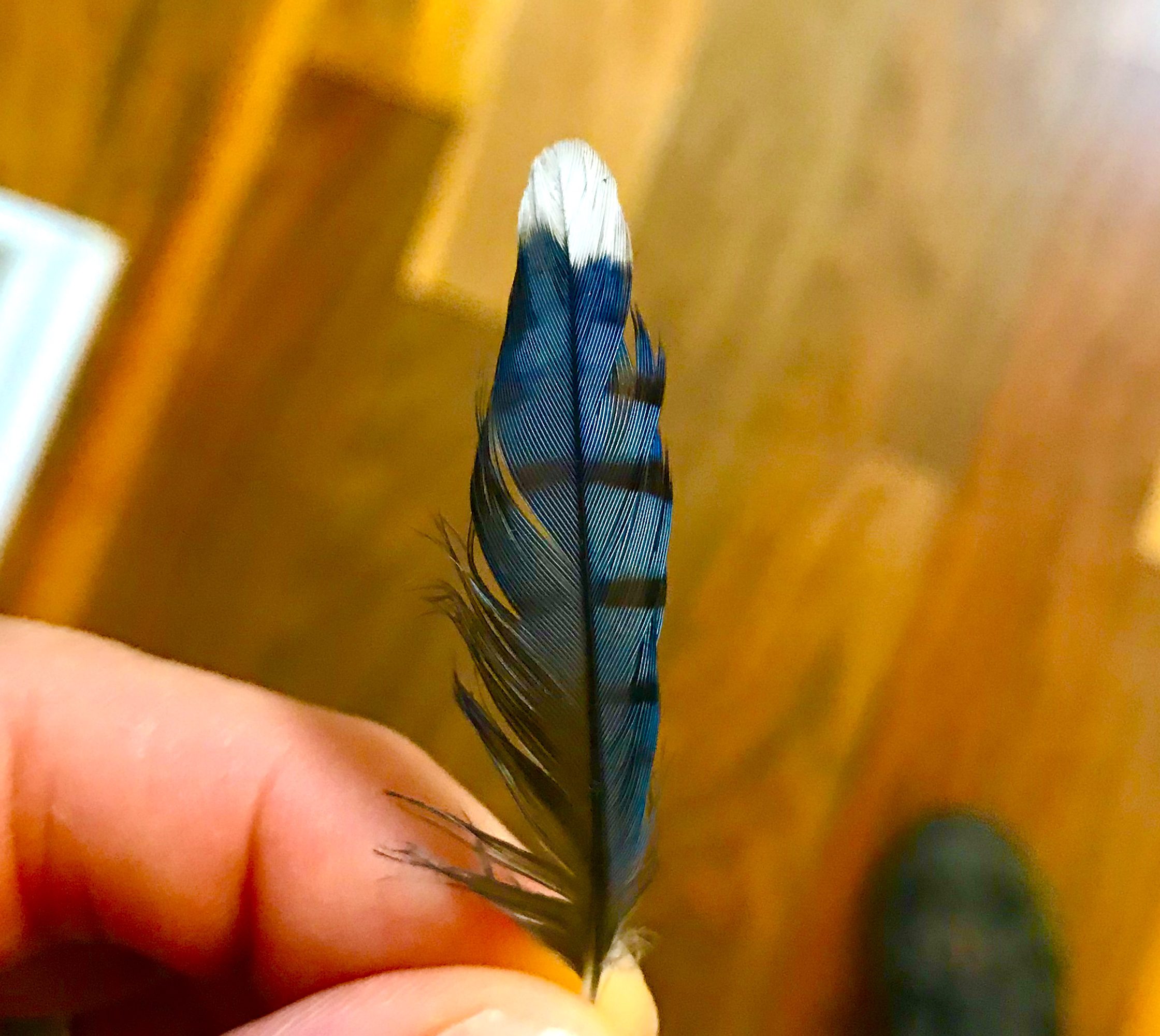 Why Do Birds Have Feathers My Store Why do birds have feathers my store