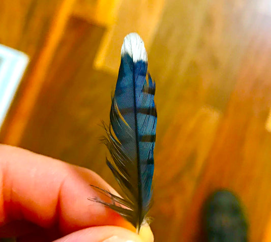 Why do Birds have Feathers?