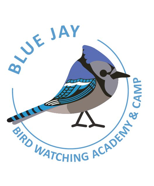 Blue Jay