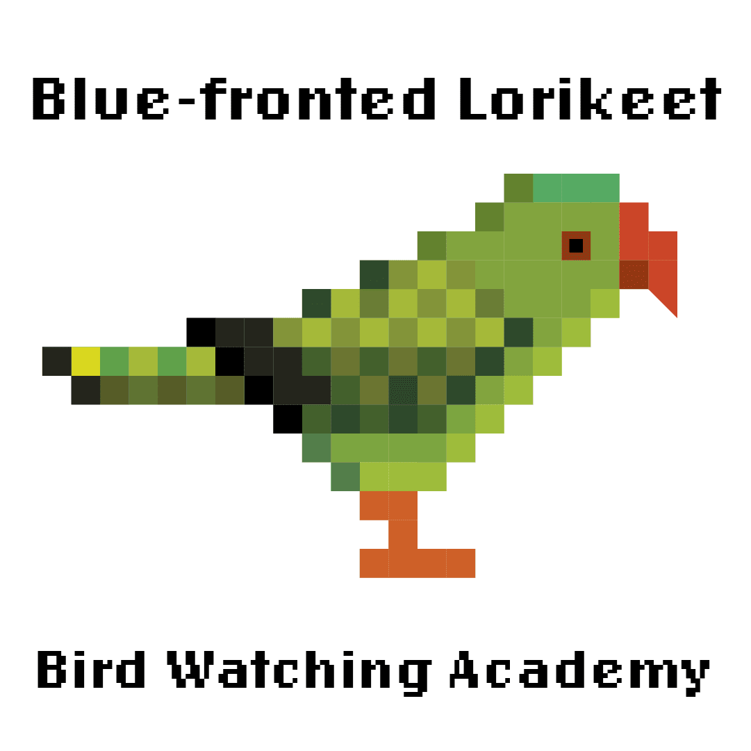 10 Amazing Facts About Blue-fronted Lorikeets