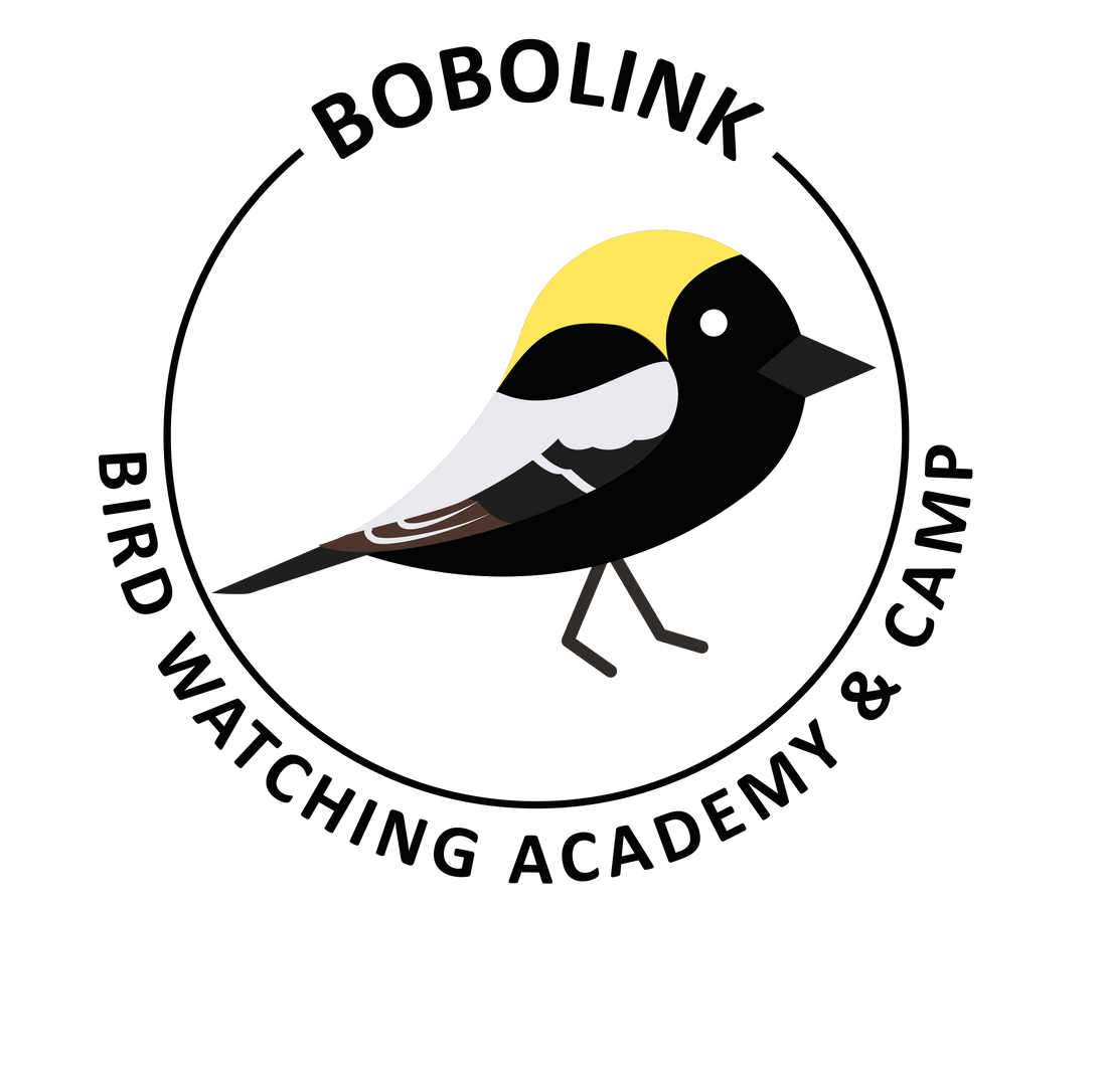 Bobolink