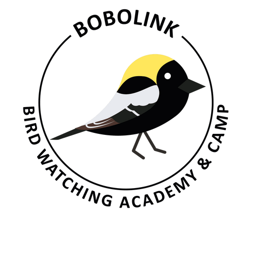 Bobolink