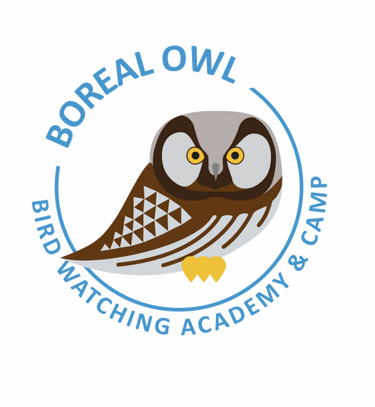Boreal Owl