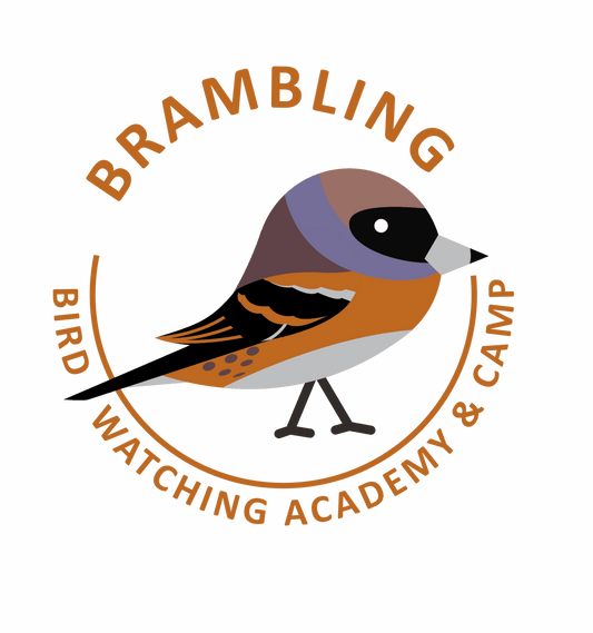 Brambling
