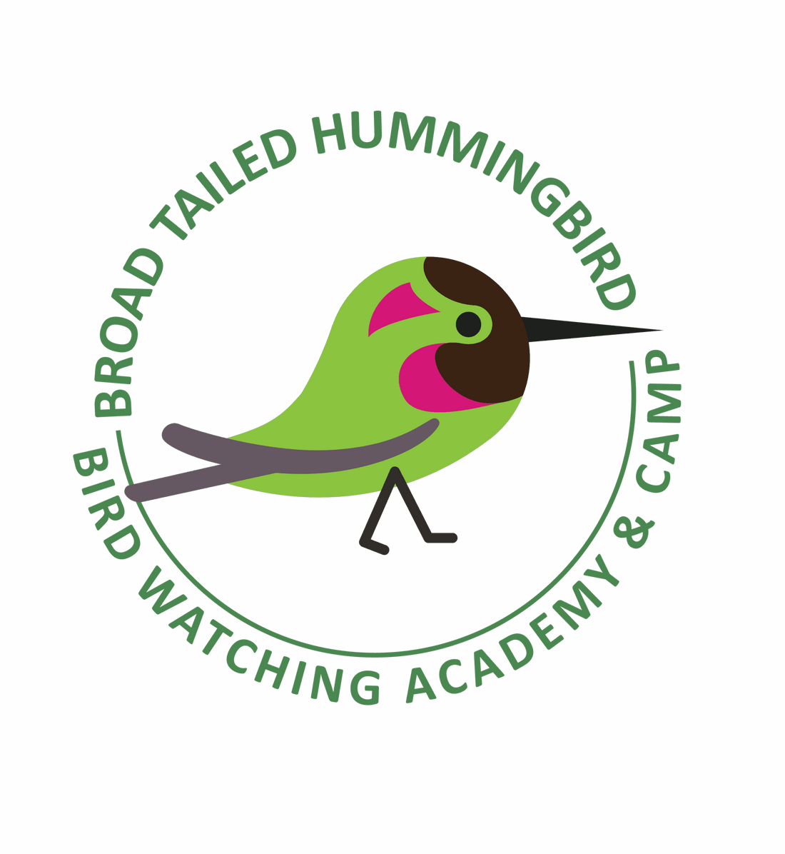 Broad-tailed Hummingbird