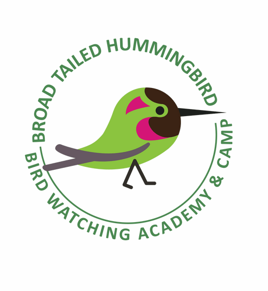 Broad-tailed Hummingbird