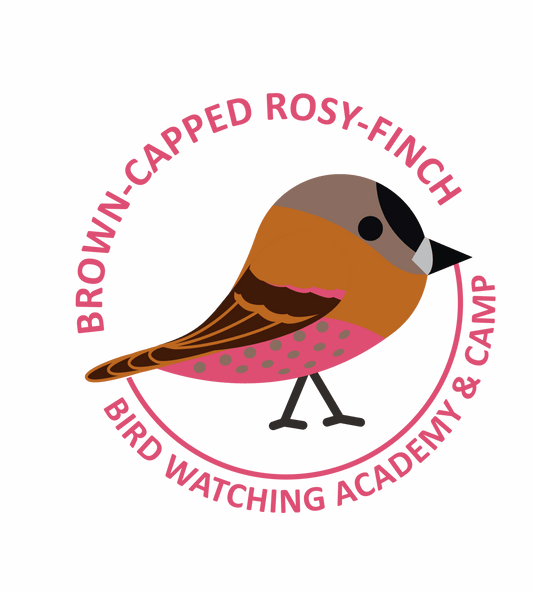 Brown-capped Rosy-Finch