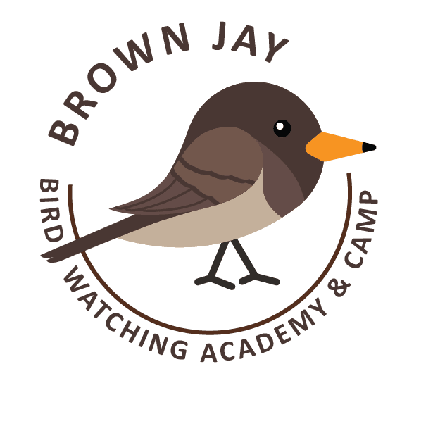 Brown Jay