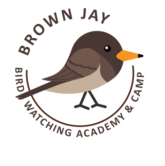 Brown Jay