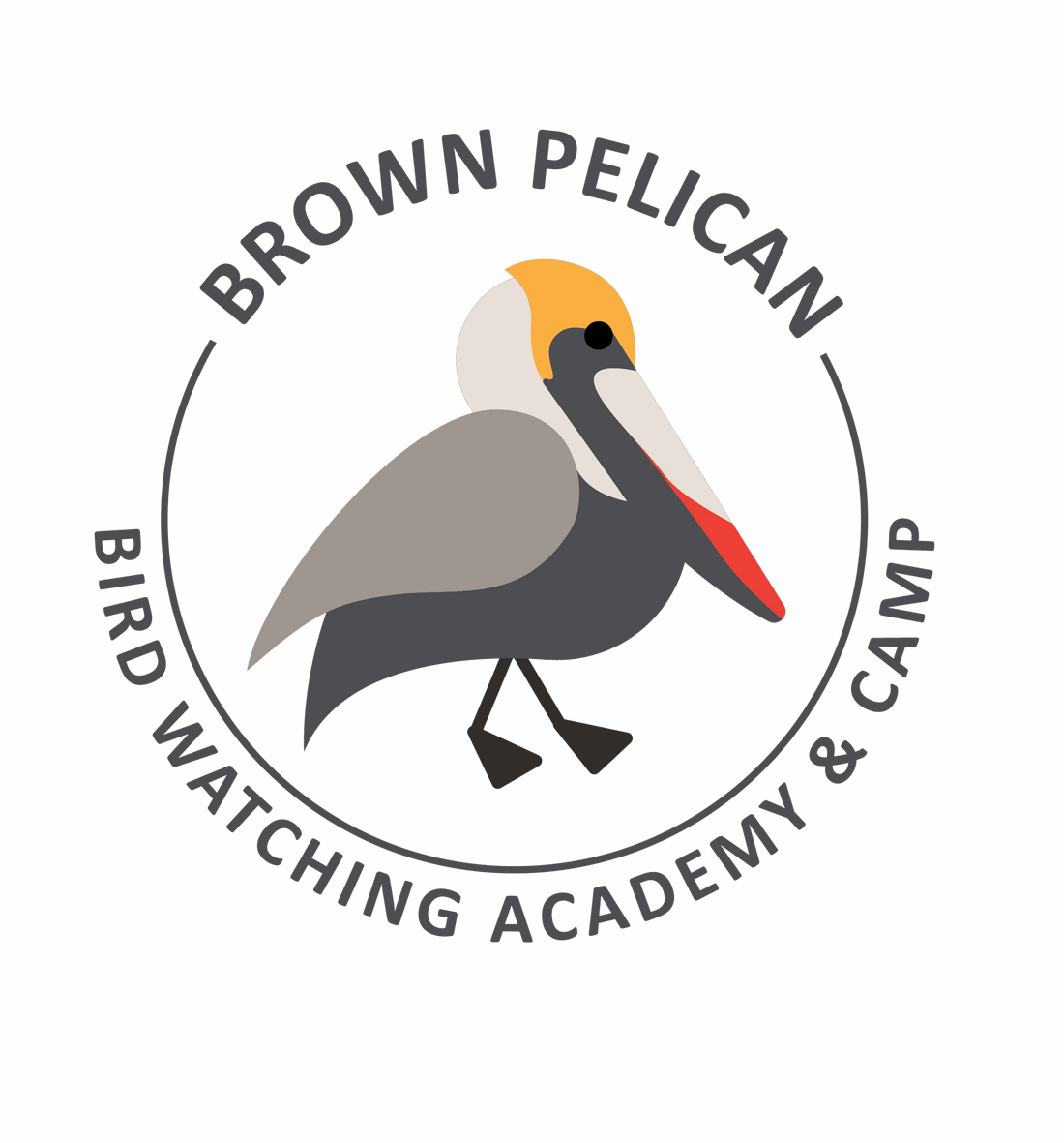 Brown Pelican