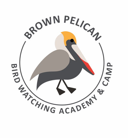 Brown Pelican