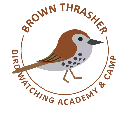 Brown Thrasher