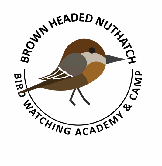 Brown-headed Nuthatch