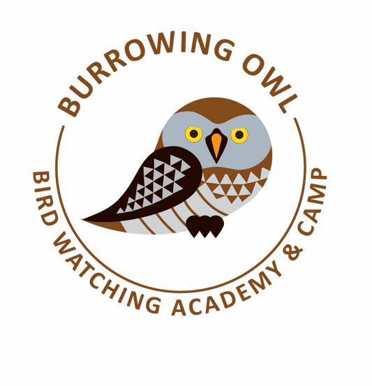 Burrowing Owl