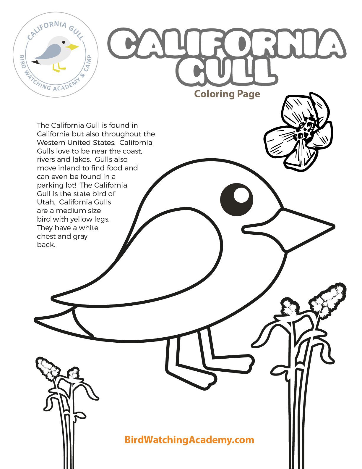 California Gull Coloring Page – My Store