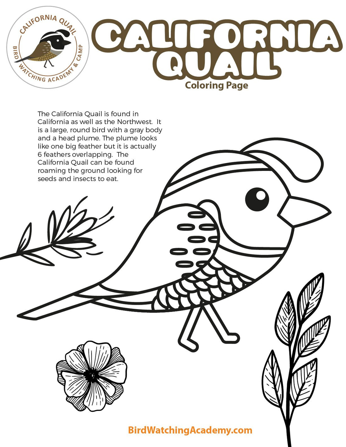 California Quail Coloring Page