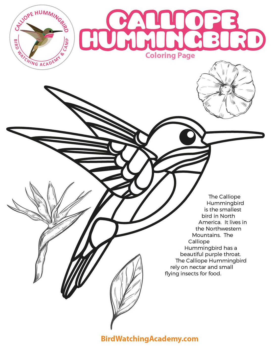 Calliope Hummingbird Coloring Page
