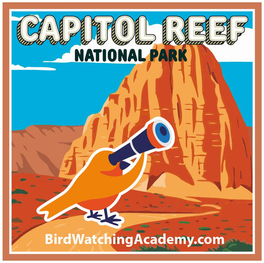 Bird Watching at Capitol Reef National Park