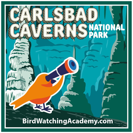 Bird Watching at Carlsbad Cavern National Park