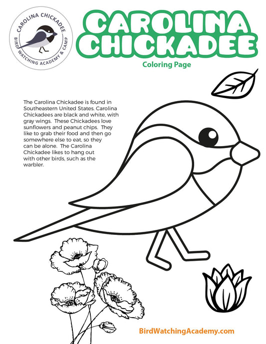 Carolina Chickadee Coloring Page