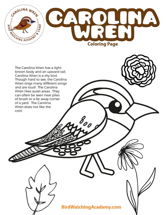 Carolina Wren Coloring Page