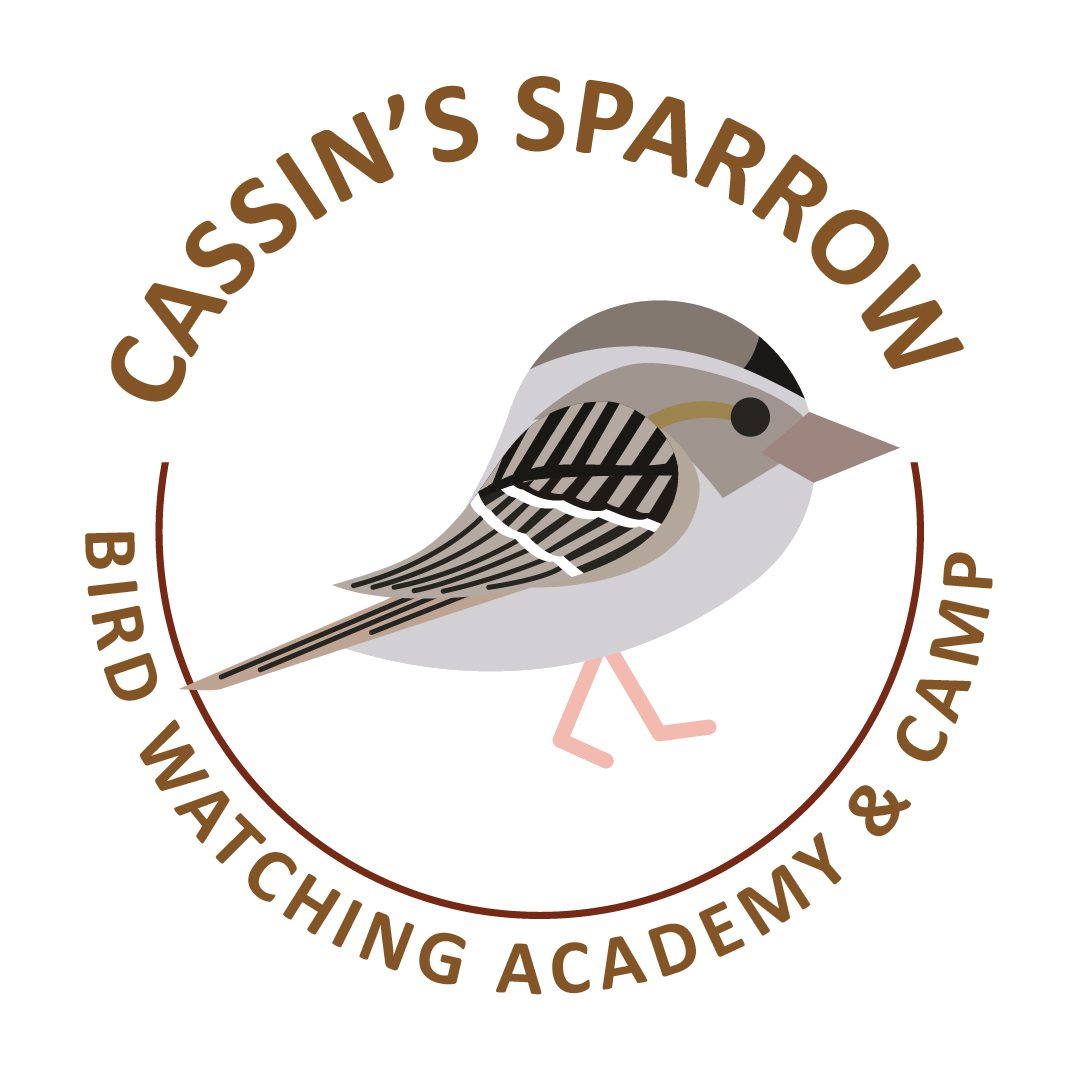 Cassin’s Sparrow