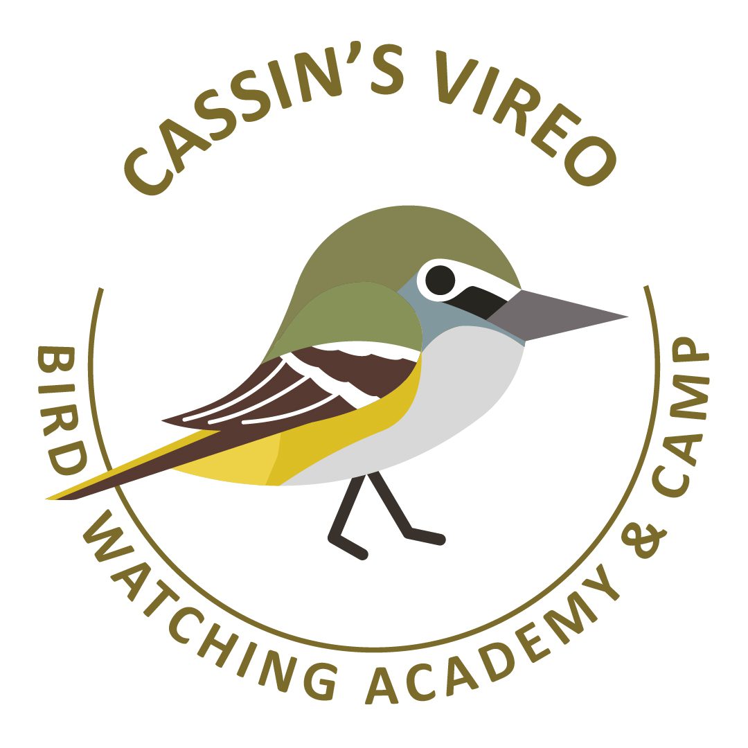 Cassin’s Vireo