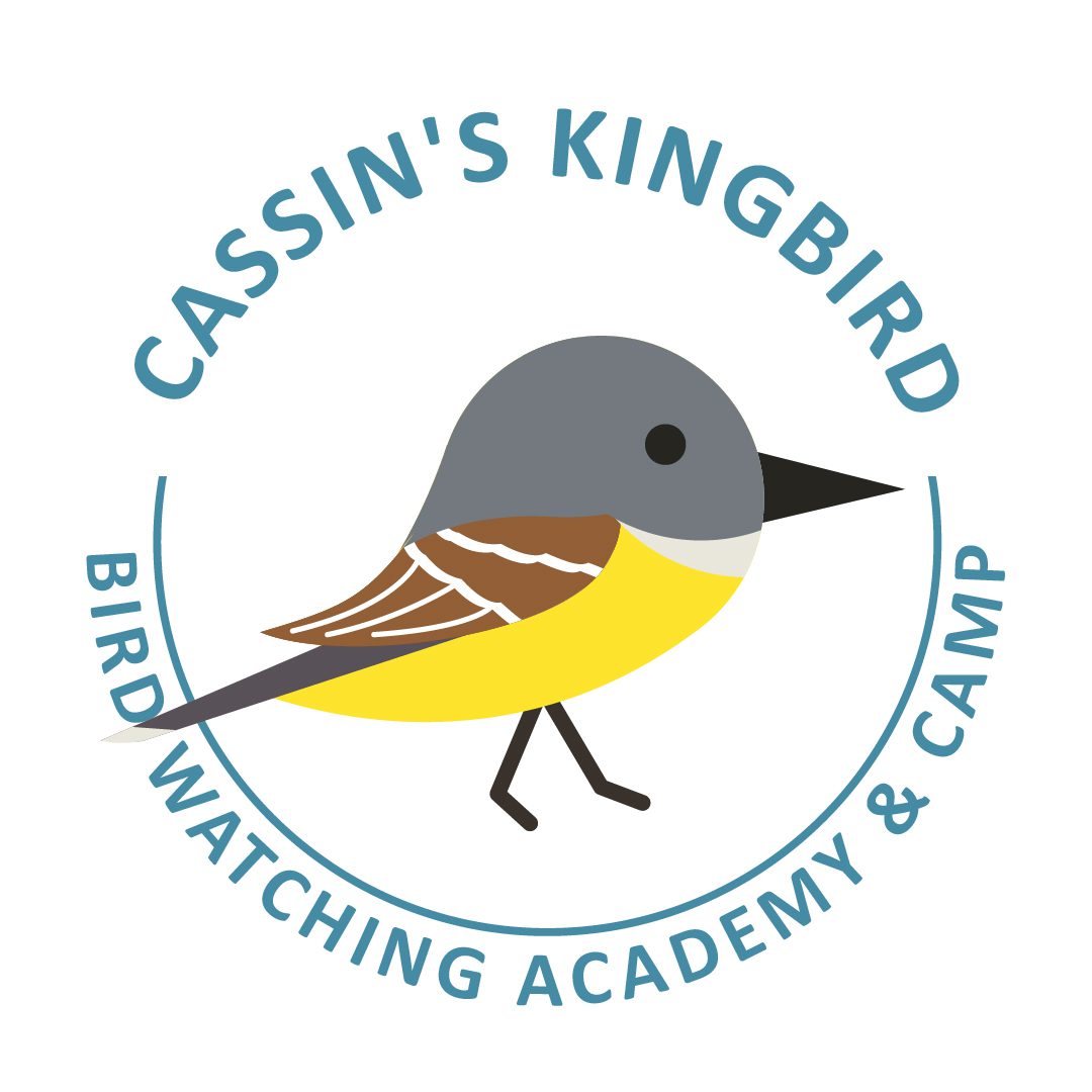 Cassin’s Kingbird