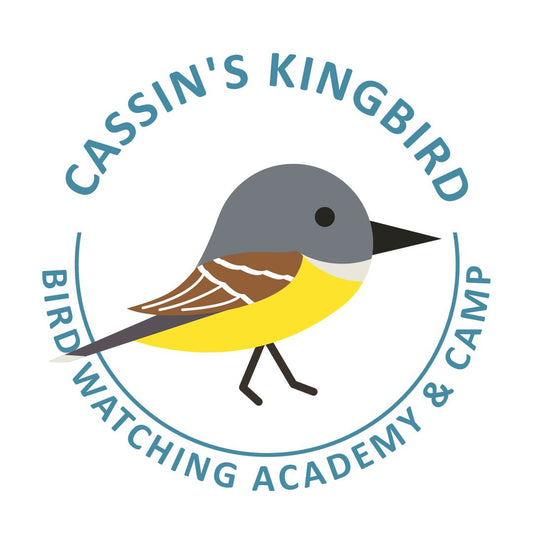 Cassin’s Kingbird