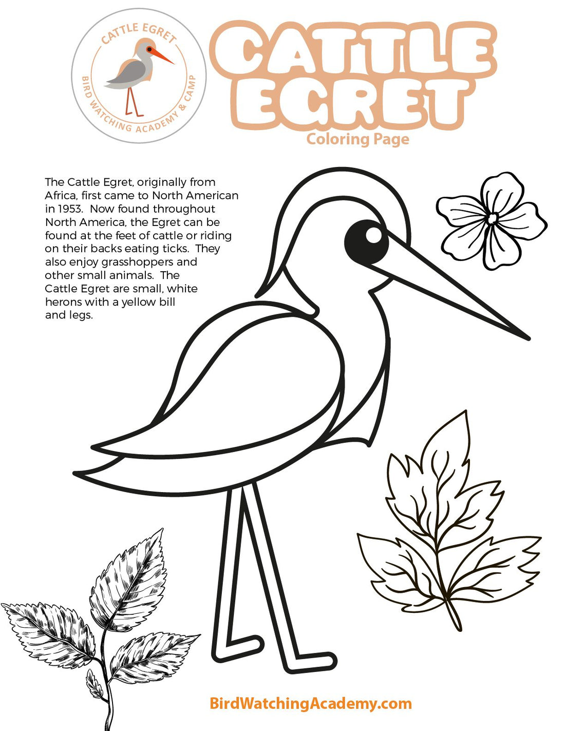 Cattle Egret Coloring Page