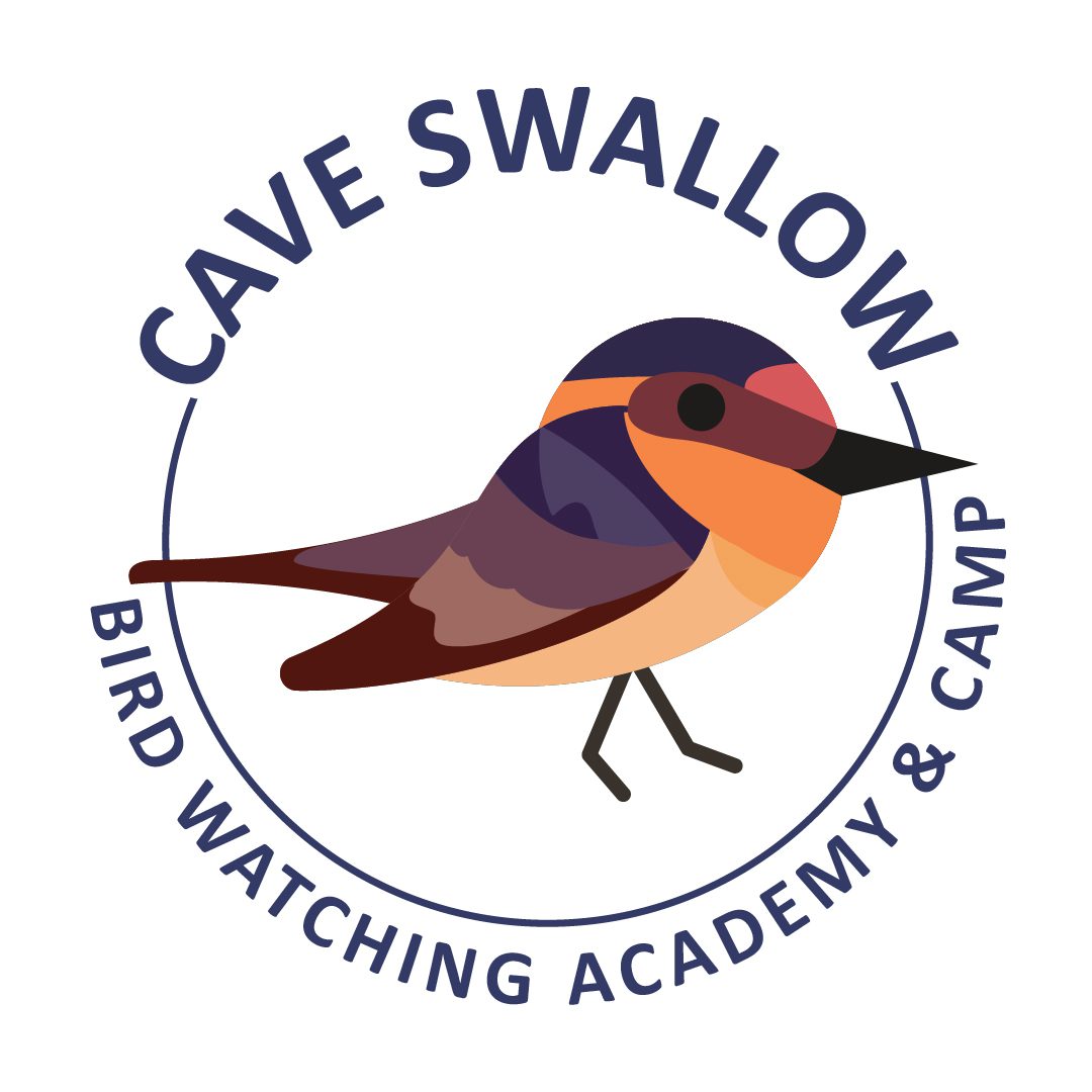Cave Swallow