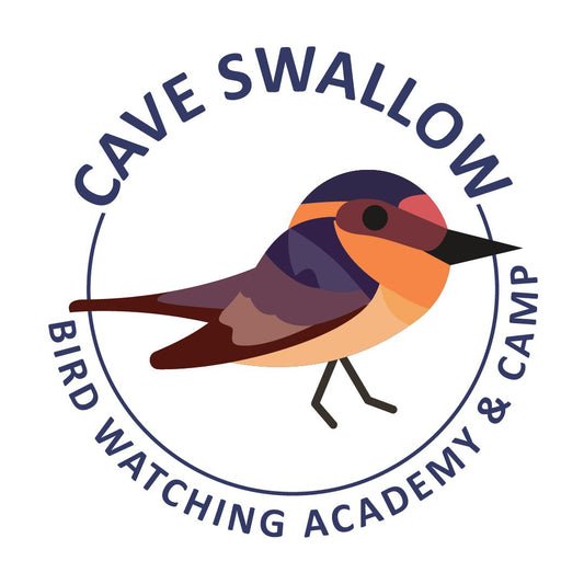 Cave Swallow