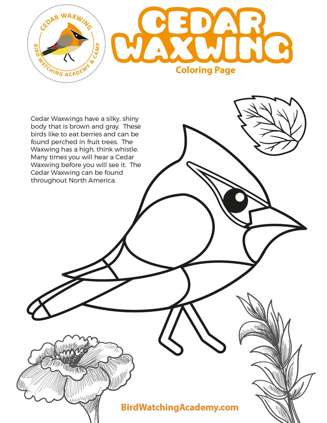 Cedar Waxwing Coloring Page