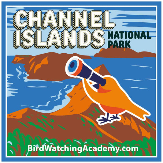 Bird Watching at Channel Islands National Park