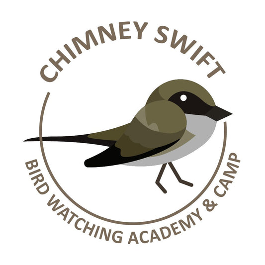 Chimney Swift