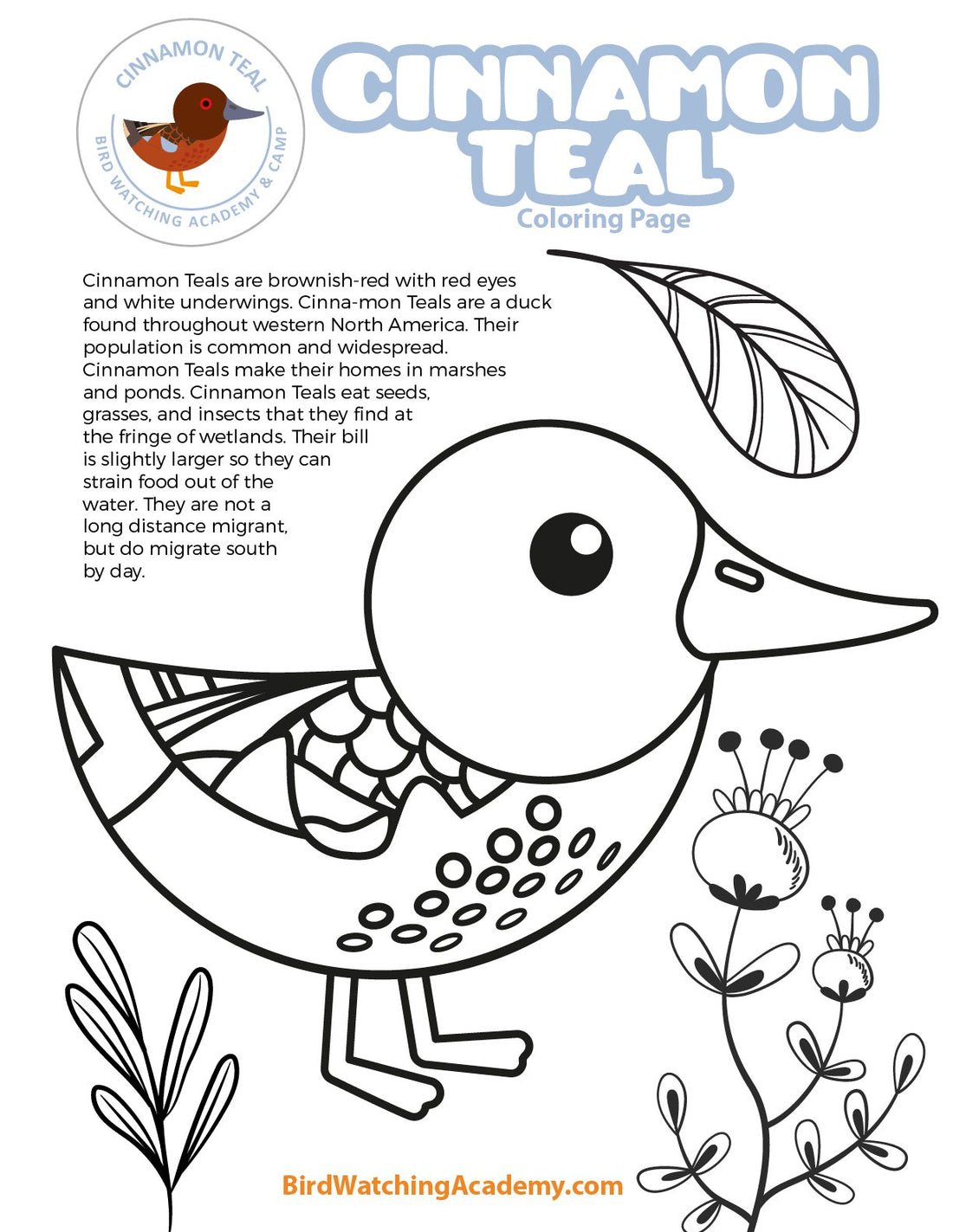 Cinnamon Teal Coloring Page