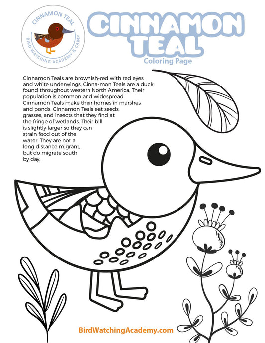 Cinnamon Teal Coloring Page