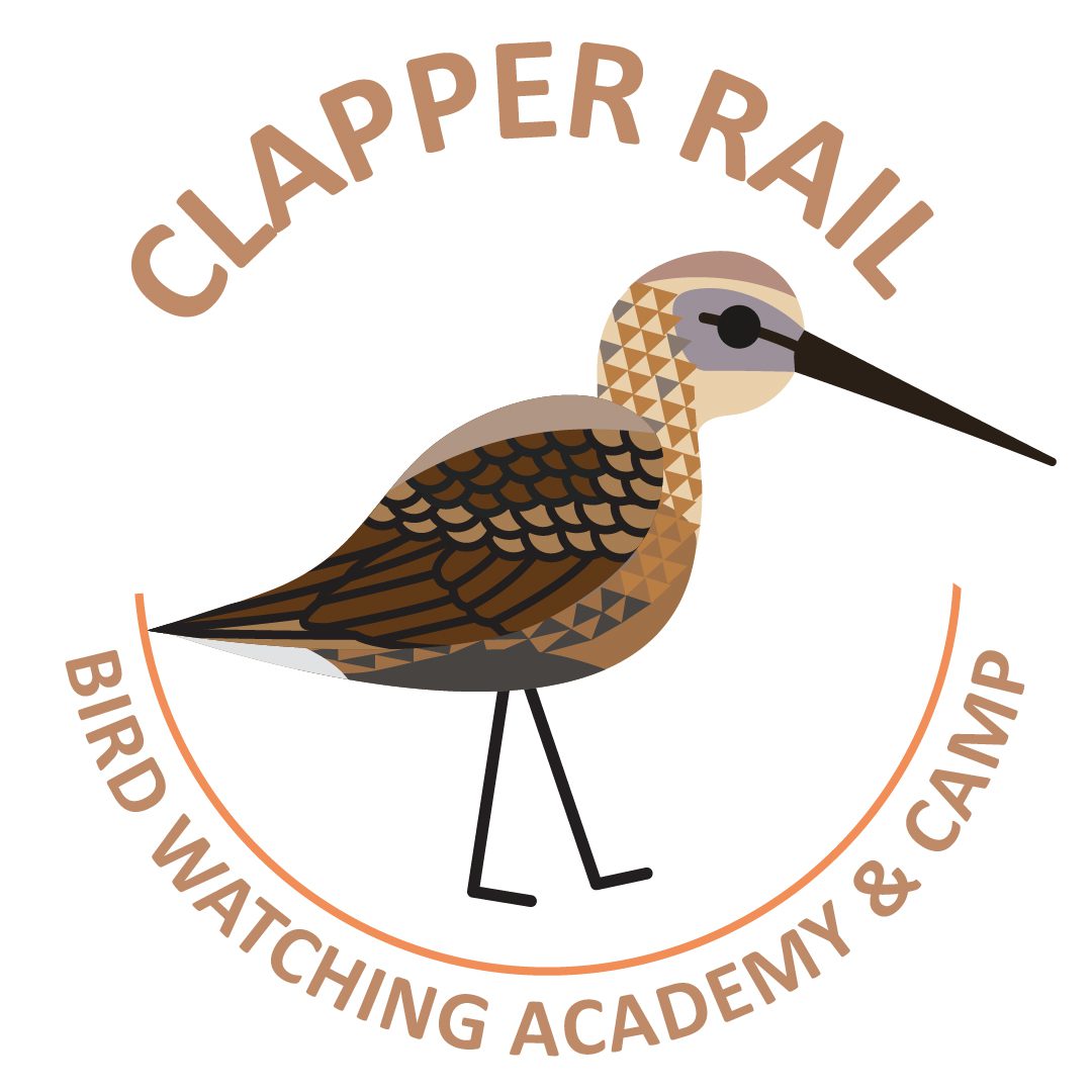 Clapper Rail