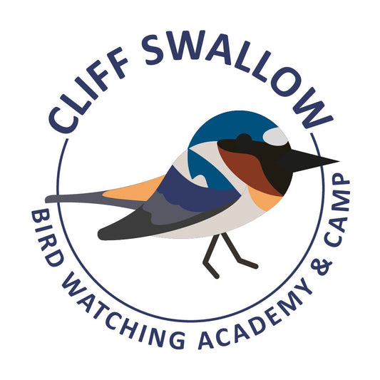 Cliff Swallow