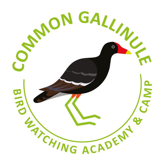 Common Gallinule