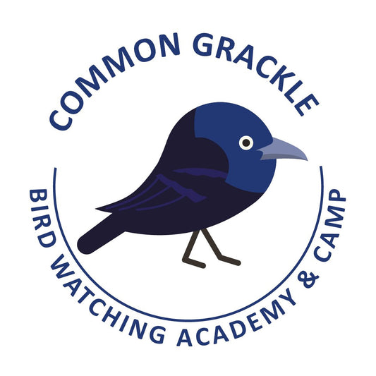 Common Grackle