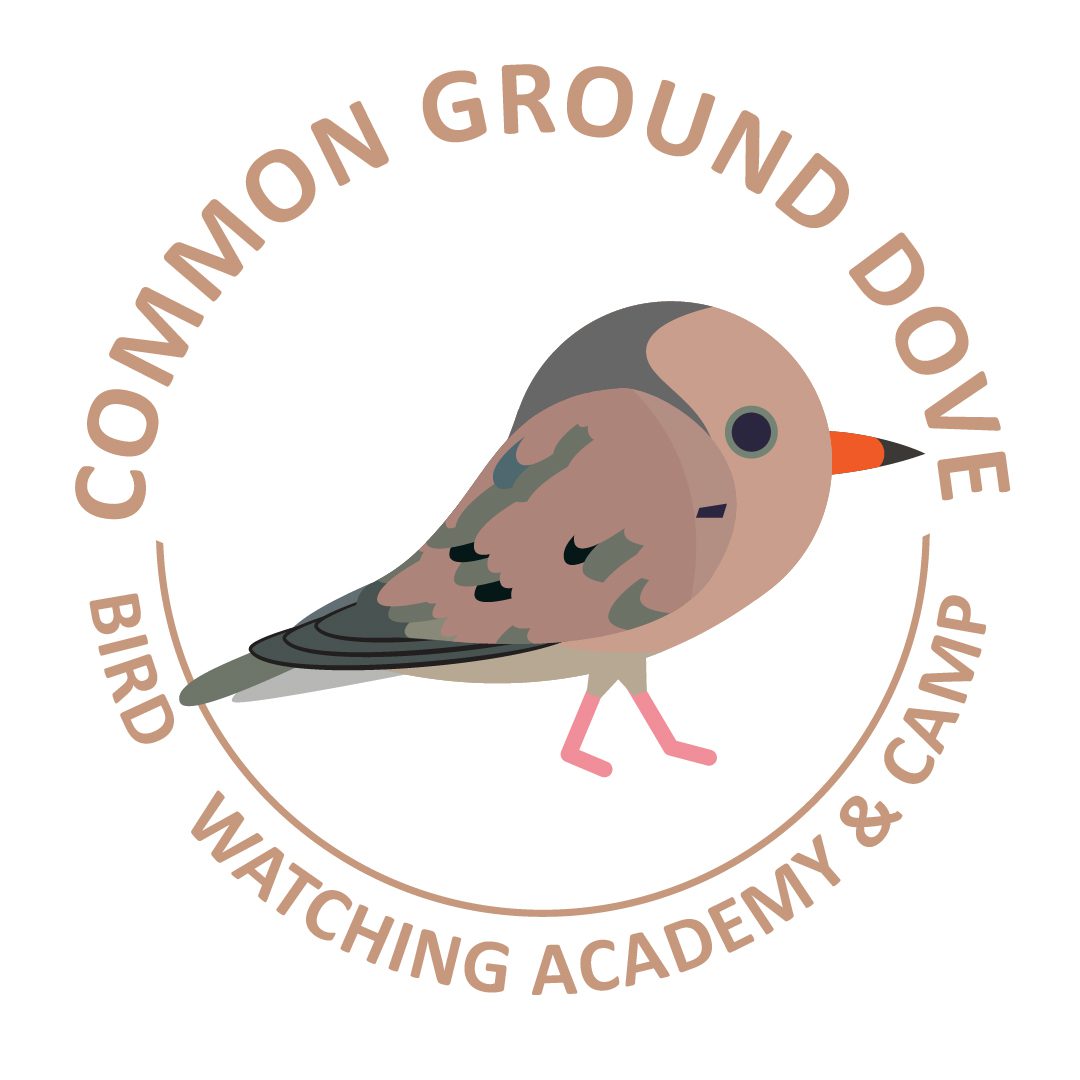 Common Ground Dove