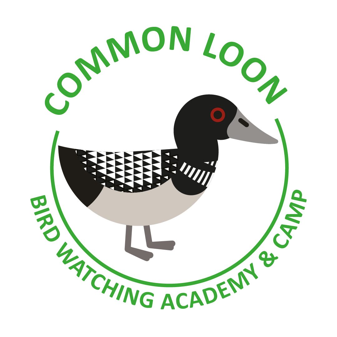 Common Loon