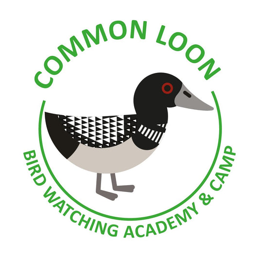 Common Loon