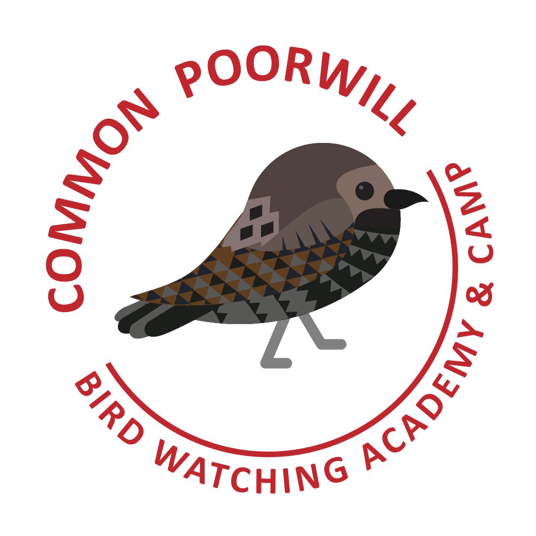 Common Poorwill
