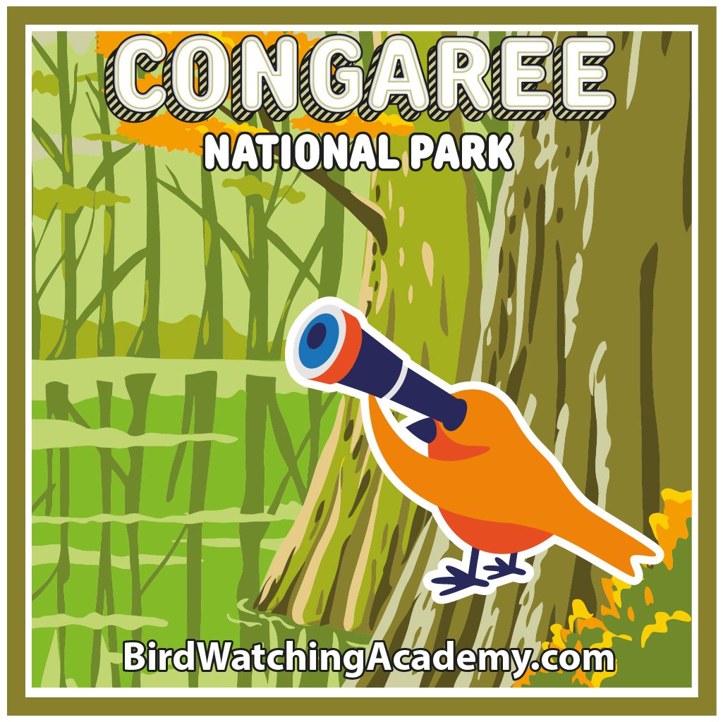Bird Watching at Congaree National Park