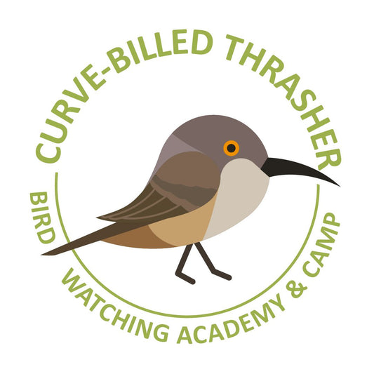 Curve-billed Thrasher