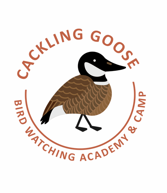 Cackling Goose